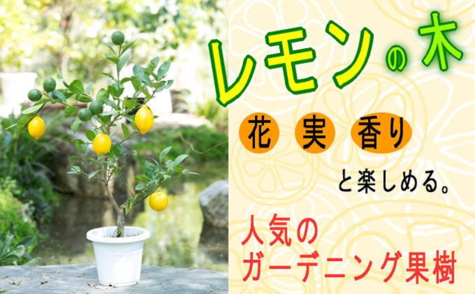 レモンの木 ガーデニング 果樹 ガーデニングショップ四季の里 