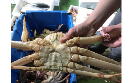 【魚倉】足１本なし生松葉ガニ(並500ｇ)訳あり｜国産 訳あり ズワイガニ 松葉ガニ カニ 蟹 かに 生 カニ鍋 かに鍋 鍋 かにしゃぶ かにみそ 期間限定 送料無料 鳥取県 三朝町