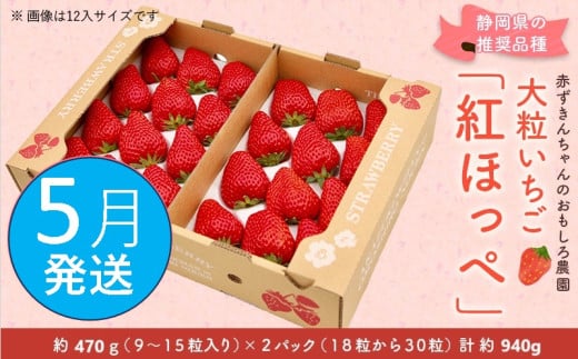 ６３９１　②5月の発送　大粒いちご 紅ほっぺ 470g×２P 計940g 令和7年1月頃から発送　①４月 ②５月  赤ずきんちゃんのおもしろ農園  