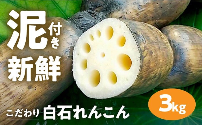 
            【年内配送】【農家直送！】 れんこん（泥付き） 3kg 【れんこんの家やました】/レンコン 蓮根 佐賀県産 白石町産 野菜 根菜 高品質 九州 佐賀県 白石町 [IAW006]
          