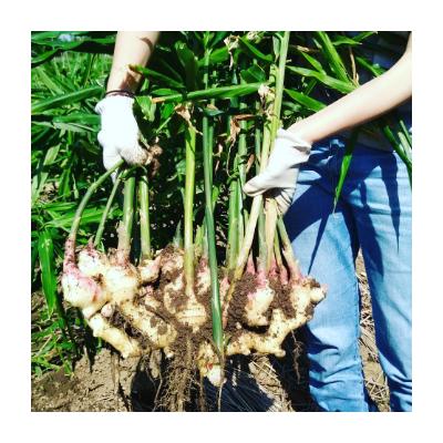 ふるさと納税 苅田町 生姜パウダー　25g×7袋 |  | 01