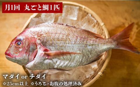 【ANA限定】【全12回定期便（月1回）】糸島の鯛 12匹セット（処理済）《糸島》【徳栄丸】 [APD999]