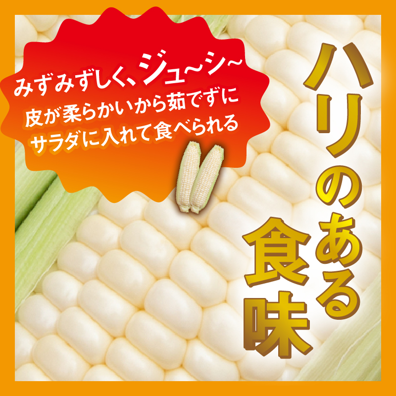 ≪2024年 先行予約≫富士北麓忍野村の気候、水、自然で作られた朝採りトウモロコシ（ホワイトショコラ）