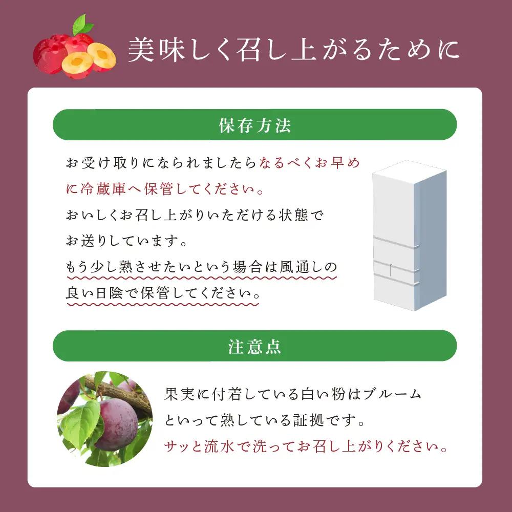 プラム 1kg 北海道産 プラム 紅香のしずく すもも
