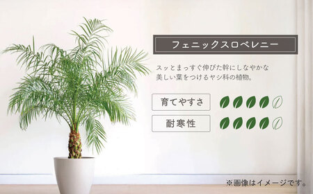 観葉植物 フェニックスロベレニー ロベ 8号（鉢下から葉先まで約H110cm～130cm）041-01-1 観葉植物