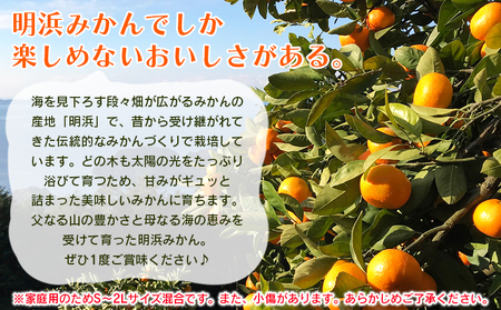 紅まどんなと同品種！＜天晴まどんな（愛媛果試28号）ご家庭用 約5kg＞ マドンナ 訳あり 果物 くだもの フルーツ みかん ミカン 柑橘 天晴農園 あっぱれのうえん 特産品 愛媛県 西予市【常温】『