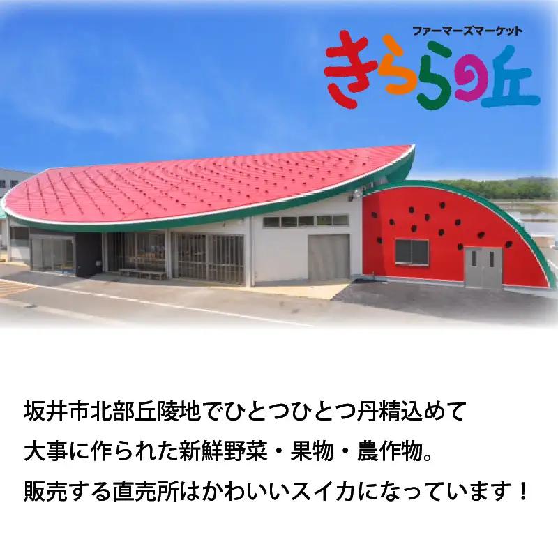 【先行予約】甘さきらめく「夏の天使」スイカ1玉 【2026年7月中旬以降順次発送予定】スイカ 西瓜 すいか 大玉 デザート 果物 お取り寄せ 産地直送 [A-1005]