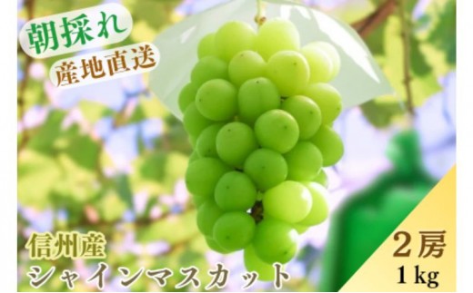 
                  シャインマスカット約1kg | シャインマスカット 大粒 長野市産  松代 人気 おすすめ ぶどう 葡萄 フルーツ 果物 旬 デザート 送料無料 長野県 長野市 信州 信濃 ふるさと納税
                