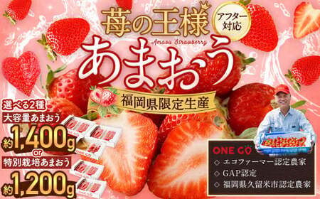 【予約受付】特別栽培 あまおう 1,200g 大粒 不揃い 選べる大容量あまおう （2L,グランデ,DX デラックス）減農薬 あまおう いちご 高級 いちごあまおう イチゴ 苺 フルーツ 果物 ふるさと納税くだもの amaou 福岡県 【2027年1月上旬～1月下旬発送予定】