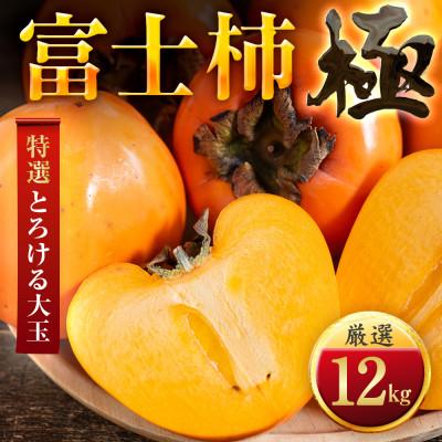 ふるさと納税 八幡浜市 【年内発送!】肉厚濃蜜 富士柿　12kg　愛媛県産【H49-106】