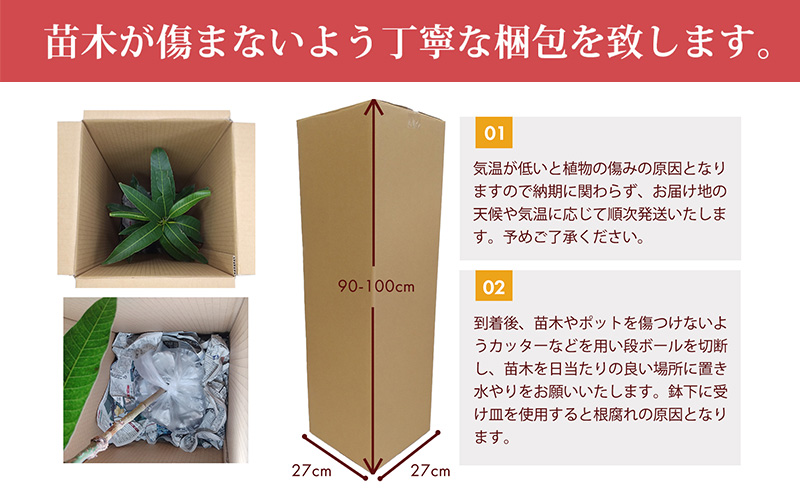 アップルマンゴー苗木3本(アーウィン種) アップル マンゴー 苗 お祝い アーウィン種 アーウィン 苗木 果物 果実 育てやすい インテリア 鉢植え 観葉植物 植物 観賞用 グリーン ギフト 贈り物 