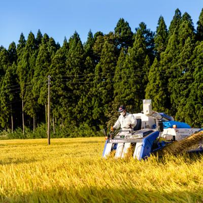 ふるさと納税 十日町市 令和7年産!魚沼産 新之助【農家直送!】精米5kg×2袋 |  | 01