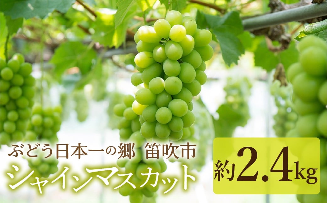 
            見晴し園　農家直送！大満足シャインマスカット2.4kg！いっぺんよばれてみろし♡ 004-017
          