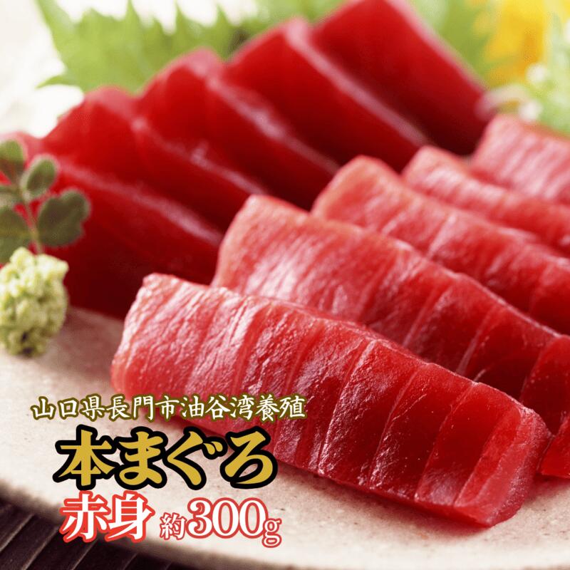 【ふるさと納税】長門産養殖本マグロ 赤身柵 300g 【マグロ 刺身 さく まぐろ 柵 冷凍 赤身 鮪 山口県 長門市 油谷産 希少 養殖 脂乗り抜群 とろける ギフト 贈答】