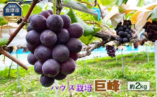 【早期予約】巨峰　約2kg（ハウス栽培）｜フルーツ 果物 ブドウ　※北海道・沖縄・離島への配送不可　※2026年9月～発送