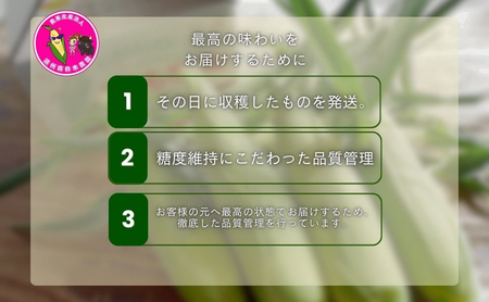 【テレビで紹介されました！】とうもろこし 先行予約 森のとうもろこし 12～14本 甘い 野菜 夏野菜 旬 夏 高糖度 産地直送 旬の野菜 季節の野菜 おやつ 行列のできる コーン 先行 予約 202