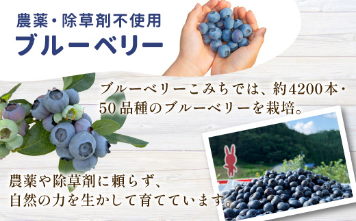 〈1週間以内発送〉無農薬・除草剤不使用！ブルーベリー アイス(80ml)×16個入り アイスクリーム ブルーベリー スイーツ 10000円 10,000円