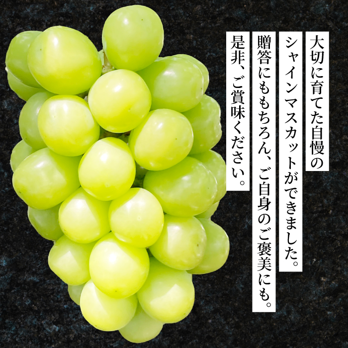 シャインマスカット 特大粒 1.2kg ぶどう ブドウ 果物 フルーツ 広島県 三原市 ギフト 249003