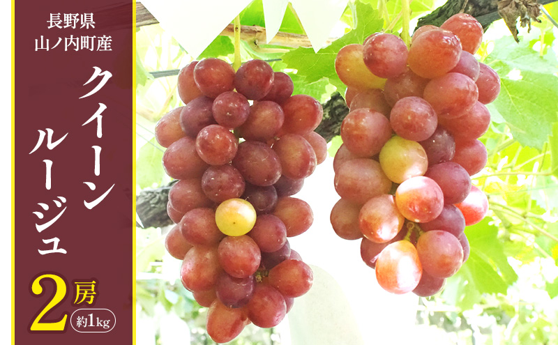ぶどう 先行予約 クイーンルージュ 2房 約1kg フルーツ 果物 種なし 2026年 10月発送