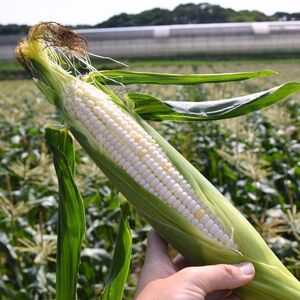 【 2026年 先行予約 】 とうもろこし 白 ＆ 黄色 12本 食べ比べ 【 とうもろこし 】