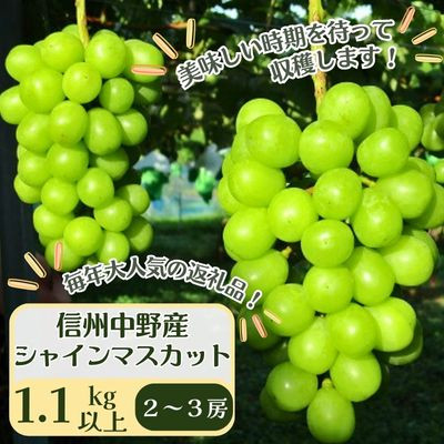
                  【先行受付】信州中野産 シャインマスカット 1.1kg以上(2～3房)【1494233】
                