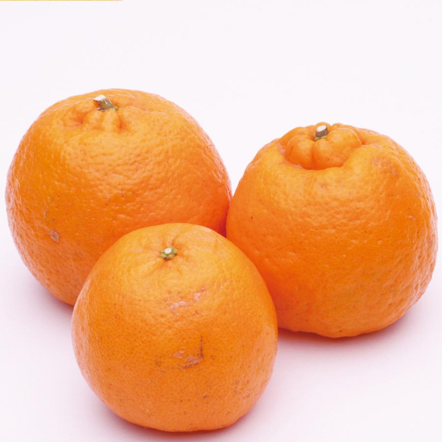 ＜池田鹿蔵農園＞「 ポンカン」赤秀2.5kg