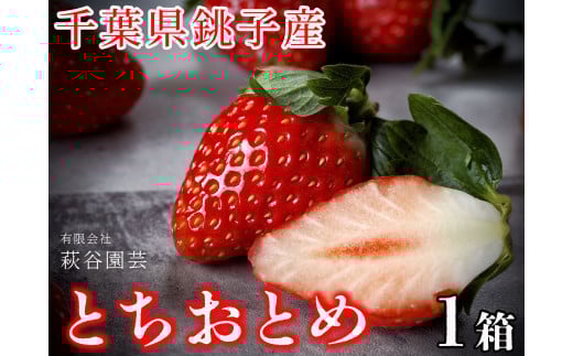 いちご とちおとめ（500g） 化粧箱 贈答 萩谷園芸 銚子産 とちおとめ 苺 いちご イチゴ ビタミンC 葉酸 食物繊維 デザート ミルフィーユ フルーツ ヨーグルト スムージー くだもの フルーツ 千葉県 銚子市
