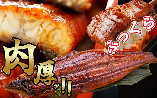 ふっくら 有頭 うなぎ蒲焼 5尾 合計1250g前後 SF011-2