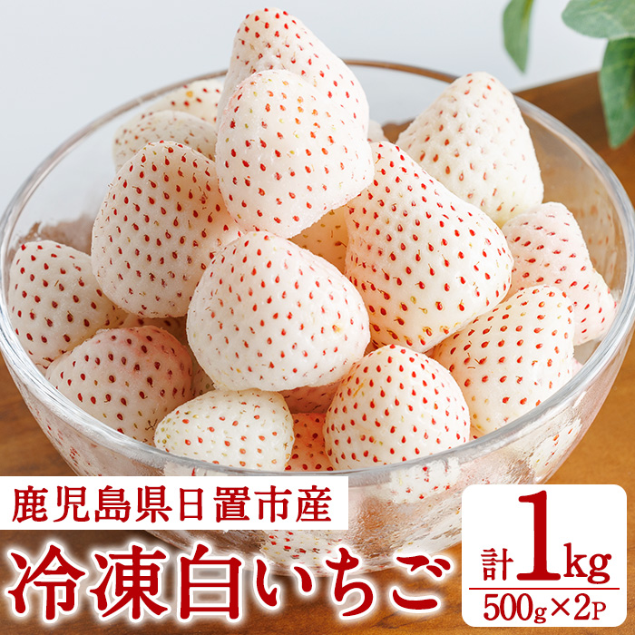 No.646-B 冷凍白いちご(約500g×2袋・計約1kg) 鹿児島 日置市 加工品 苺 イチゴ 冷凍 果物 フルーツ 小粒 アイス スムージー シロップ ジャム 数量限定 【ままりあ農園】
