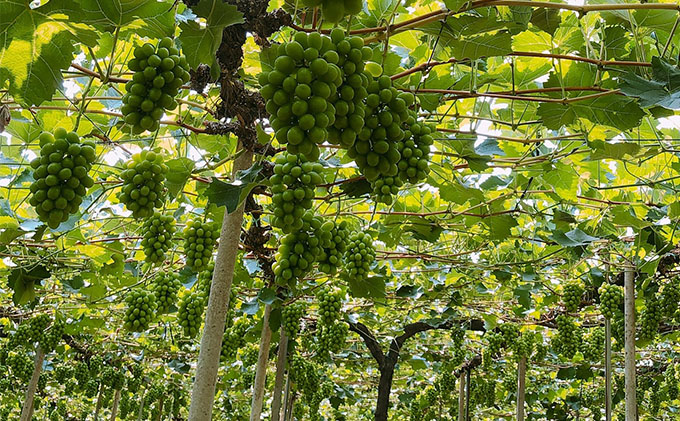 ぶどう 2026年 先行予約 農家こだわりの シャイン マスカット ＆ ニュー ピオーネ 2房 合計約1.0kg 贈答クラス 葡萄 岡山県産 国産 フルーツ 果物 ギフト 【 Nini farm 農家