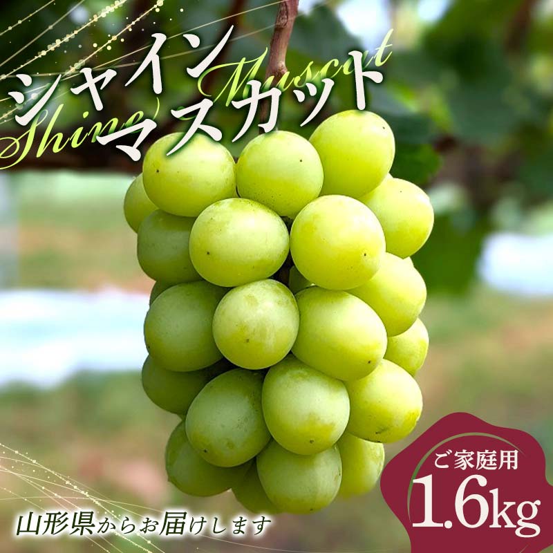 【ふるさと納税】ご家庭用 山形県産 大粒ぶどう シャインマスカット 1.6kg(3～4房) 種無し 葡萄 ぶどう ブドウ シャイン マスカット 果物 くだもの フルーツ 自宅 家庭 規格外 訳あり 山形県 西川町 月山 FYN6-200