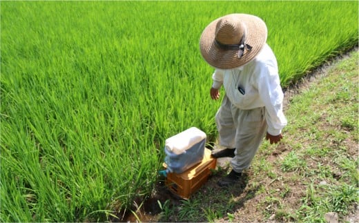 田んぼに水を引き入れる時に有機質肥料を与えることで、田んぼ全体に肥料を行き渡らせます