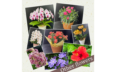 【定期便年6回　季節の花鉢】農林水産大臣賞を受賞したフローリストがアレンジする 季節を知らせる花鉢【 花 お花 神奈川県 小田原市 】