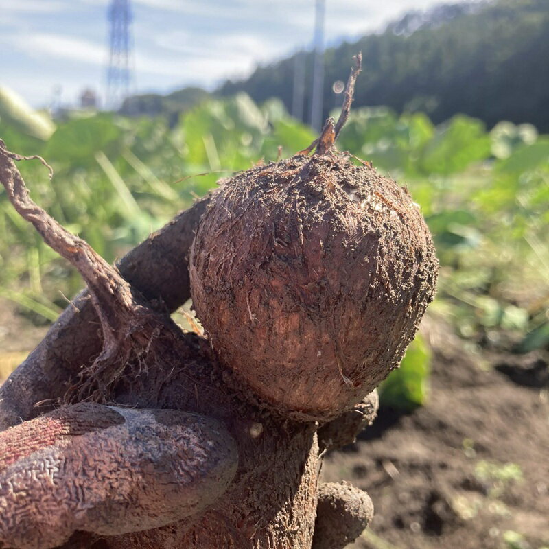 【ふるさと納税】【わんぱく農園】里芋 2.5kg[52211004]　お届け：2025年9月中旬～2025年11月下旬