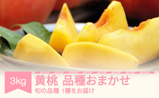 【先行予約】黄桃 もも 桃 品種おまかせ 約3kg 令和8年産 2026年産 果物 フルーツ ※沖縄・離島への配送不可 mm-kmomx3000