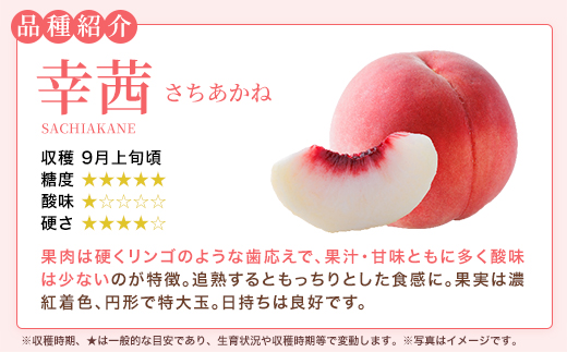もも【幸茜・2027年産先行予約】特秀1.5kg　桑折町産　JAふくしま未来　桃 ／ もも モモ 果物 フルーツ 旬 甘い 甘み ジューシー 果肉 果汁 新鮮 フレッシュ デザート おいしい 産地直送