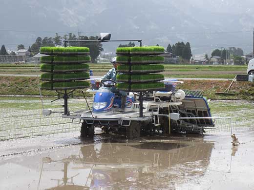 【令和7年産】富山県産こしひかり　育（はぐくみ）白米３個セット 2kg×3個 《南砺の逸品》 6kg（内容量2kg×3個）