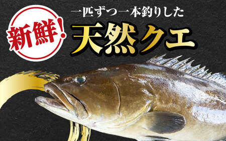 【全12回定期便】【 対馬産 】 天然 クエ 1kg（500g×2）（身のみ）《対馬市》【石川水産】 鍋 水炊き 鮮度抜群 海鮮[WAB026]