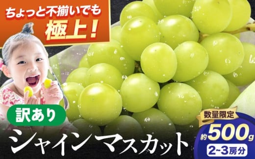 シャイン 訳あり シャインマスカット 約500g 《2026年8月上旬-下旬頃出荷》訳あり シャインマスカット マスカット ぶどう フルーツ 果物 大阪府 羽曳野市 シャイン 食べやすい