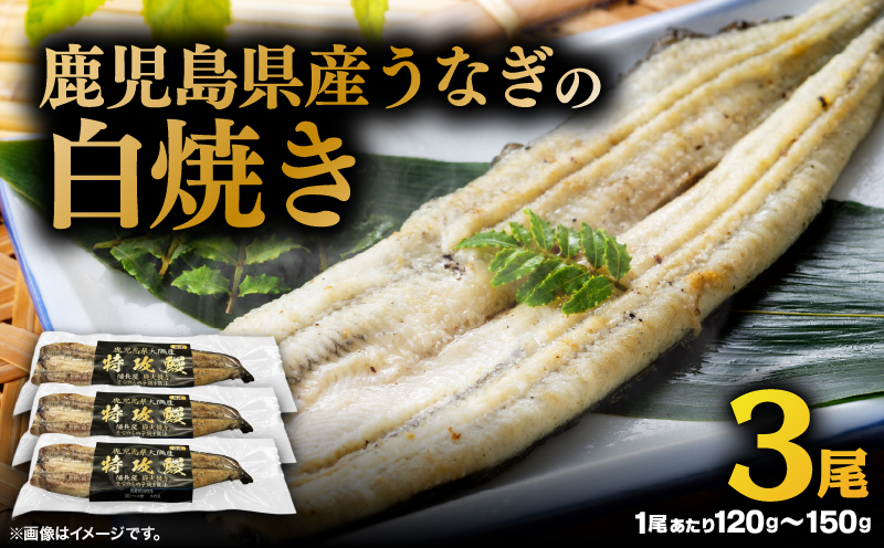 大隅産うなぎの白焼き 3尾　KN174-002-03