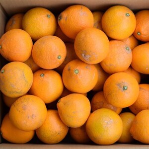 【訳あり・ご家庭用】和歌山由良町産の濃厚清見オレンジ約10kg(日高町)【1228291】