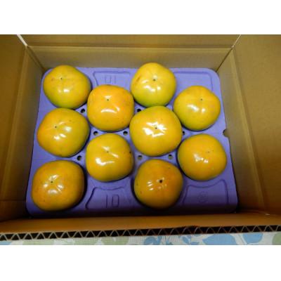 ふるさと納税 かすみがうら市 画期的な食感と甘さ柿「太秋」約3.5kg以上(10個〜12個) |  | 03