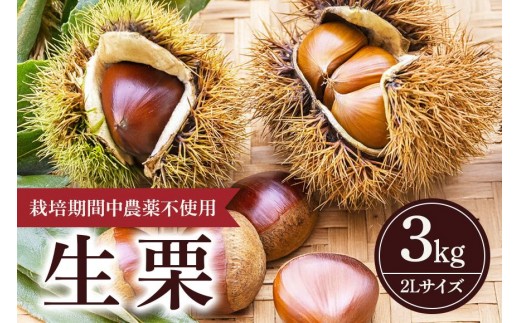 
                  【 2026年 先行予約 】 生栗 3kg 果じゅまる園 栗 くり クリ 2L サイズ 3キロ 農薬不使用 殺虫剤不使用 国産 和栗 甘栗 果物 フルーツ くだもの 秋 旬 9月 10月 発送 産地直送 農家直送 産直 栗きんとん 栗ごはん 甘い 栗ご飯 栗おこわ 茨城県 石岡市 (A18-003)
                