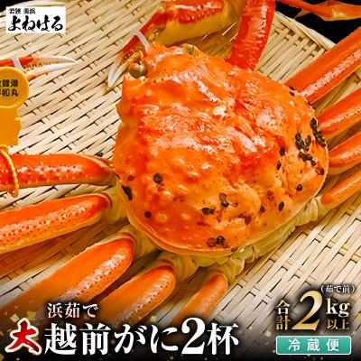 ふるさと納税 美浜町 【2025年11月より順次発送】越前がに　大2杯　獲れたて★茹でたてをその日に発送致します!