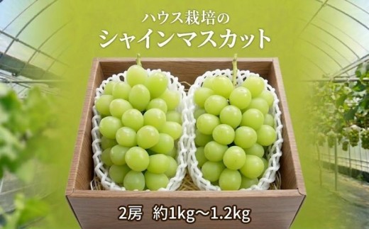 シャインマスカット 2房 ( 約1kg～1.2kg ) 令和8年産 先行予約 ぶどう ブドウ 葡萄 フルーツ ハウス栽培 関東 茨城 筑西