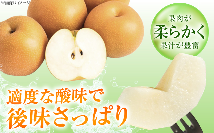【先行予約】稲田ペアファームの甘太梨 （かんたなし） 4〜6玉 〈2026年9月〜発送〉 ／ フルーツ 果物 くだもの 食品 人気 おすすめ 梨 なし 甘太梨 かんたなし 和梨 甘い 【株式会社内子フ