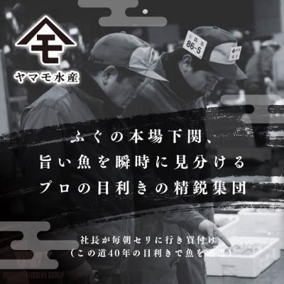 ふるさと納税 下関市 ふぐ 刺身 満喫 セット 4人前 冷凍 下関 山口 ヤマモ水産 FR059 |  | 01
