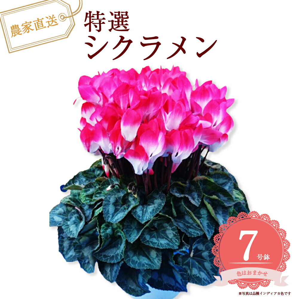 【ふるさと納税】特選シクラメン7号鉢＜色お任せ＞　【12203-0437】 花 花卉 送料無料 ギフト プレゼント 贈り物 千葉県 市川市 市川市ふるさと納税 石井花園