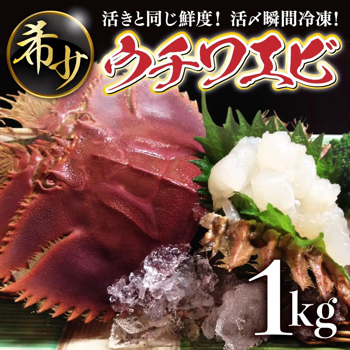 活〆ウチワエビ6~10匹 1000gセット＜数量限定＞ S209 【株式会社森海家】