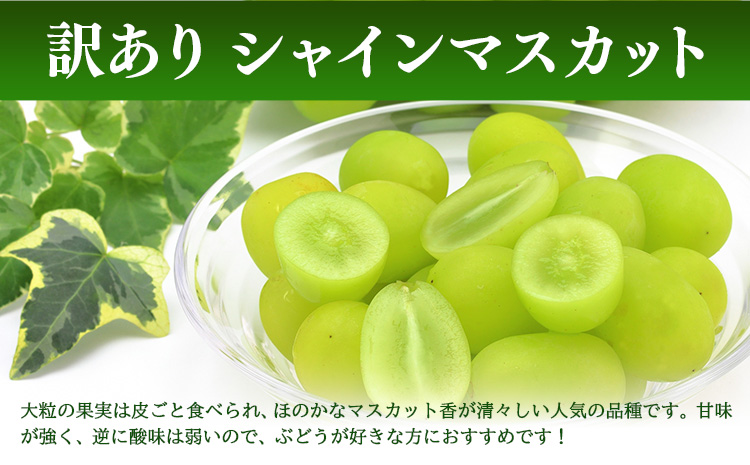 訳あり シャインマスカット 約1.8kg(2~4房) 株式会社日本植生グループ本社 NISSHOKU FARM《9月下旬-12月末頃出荷》葡萄 ブドウ ぶどう 浅口市 【配送不可地域あり】 (離島)